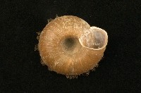 臺灣盾蝸牛藏品圖，第2張